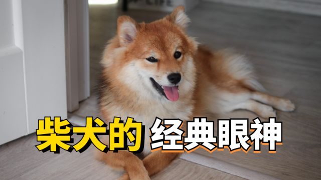 掌握柴犬的眼神含义,准确拿捏它的心!