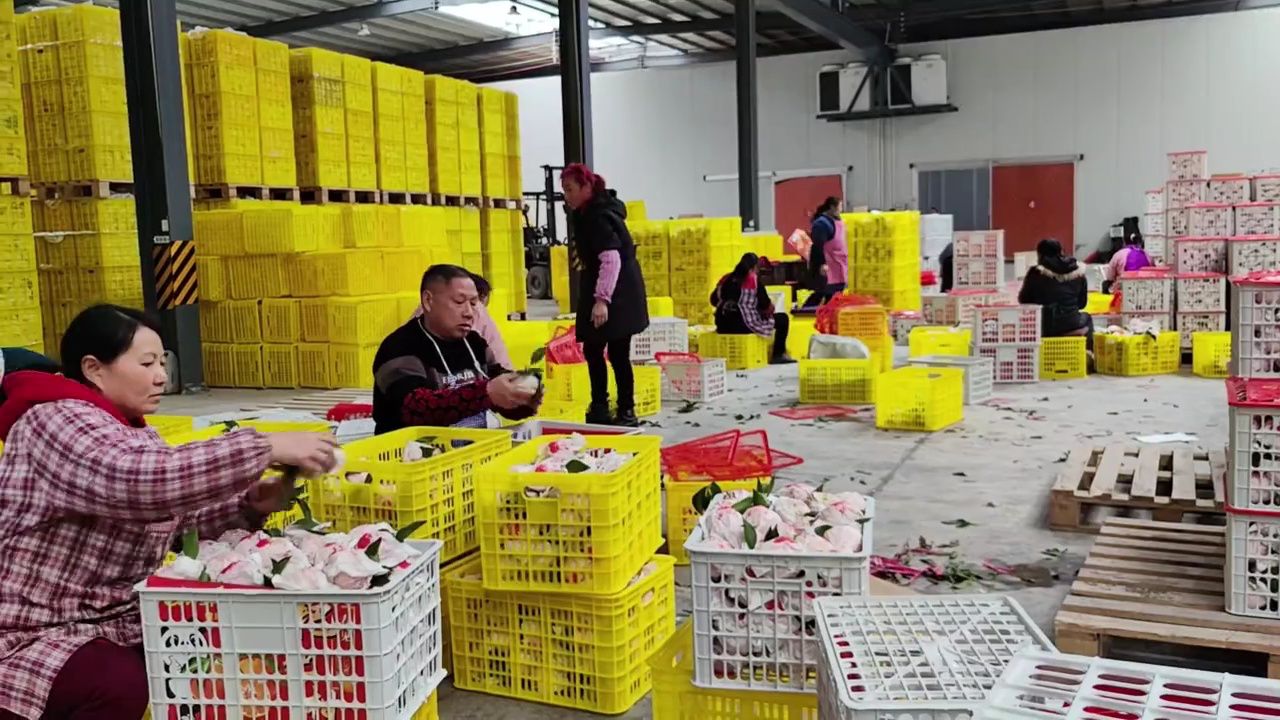 "万千气象看四川——甜美内江行"|又到橙黄橘红时,看传统果业如何竞争