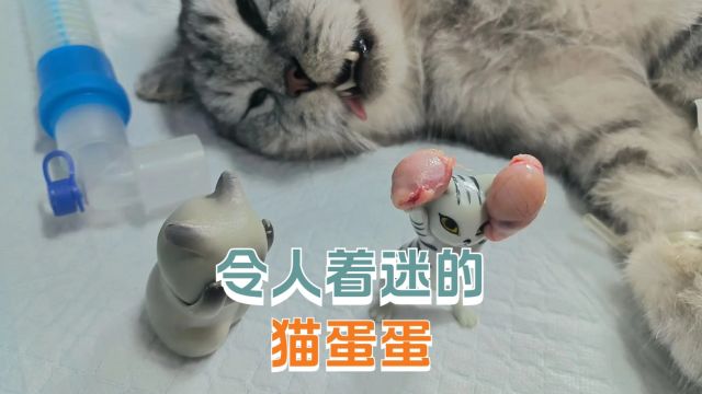 为什么人类会着迷猫蛋蛋?有点bt了我说