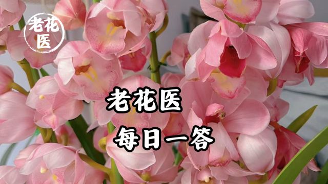 栀子花黄化病怎么办?沙漠玫瑰不长叶怎么办?