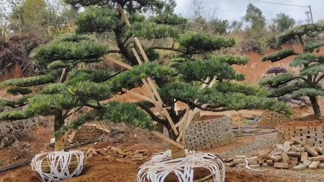 湖南造型红花继木桩景基地,发往发往陕西园林绿化,浏阳市芳菲种植专业合作社欢迎各位朋友.