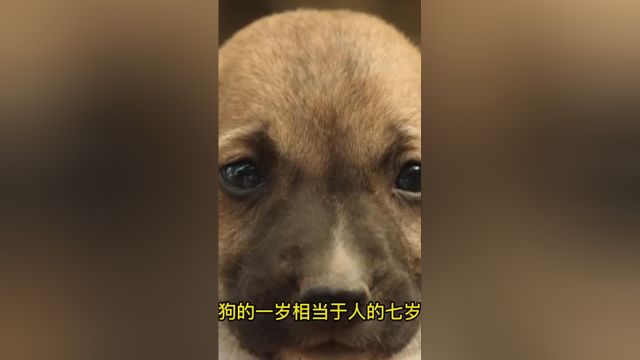 与人的年龄如何换算?不同犬种有着不同的计算方式年龄对照表