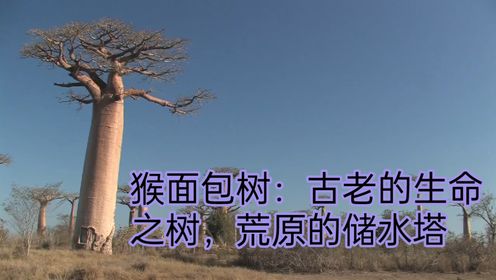 猴面包树：非洲生命之树，旱季的生存之道