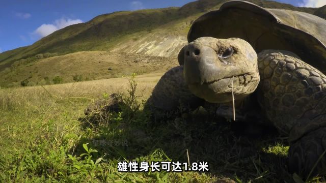 远古生物象龟动物世界