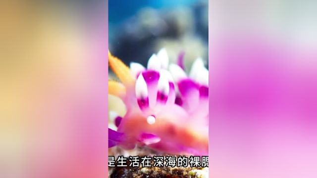 第3集丨海洋里的神奇生物裸鳃动物海洋生物动物科普裸鳃类