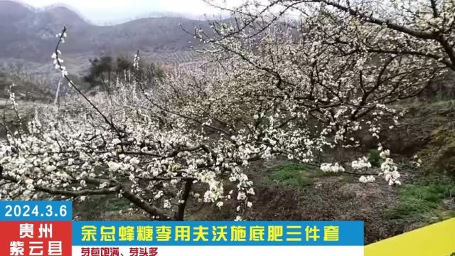 进口水溶肥蜂糖李年前使用夫沃施水溶肥芽苞饱满,芽头多.