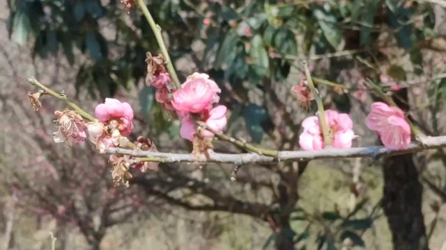 芜湖繁昌梅花闹春醉游人