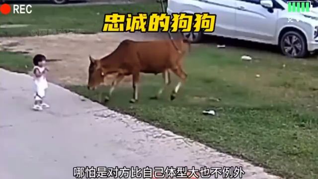 忠诚的狗狗保护主人