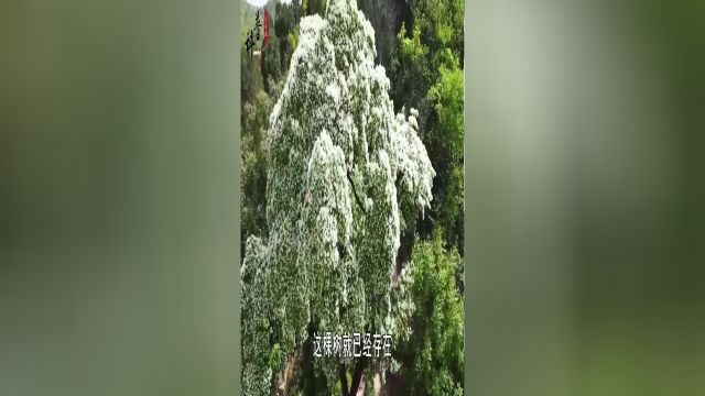 世界最后一棵“宝树”,就长在山东,为何说它比任何国宝还珍贵?#降龙树#植物#知识分享#科普 3