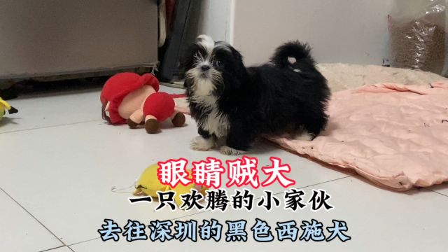 深圳小姐姐独爱黑色西施犬,二次寻宠,一只活泼可爱的小家伙!