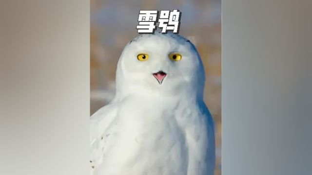 一颗雪白的秃子,雪鸮!不像个正经猛禽 雪鸮 猫头鹰 猛禽 野生动物 神奇动物