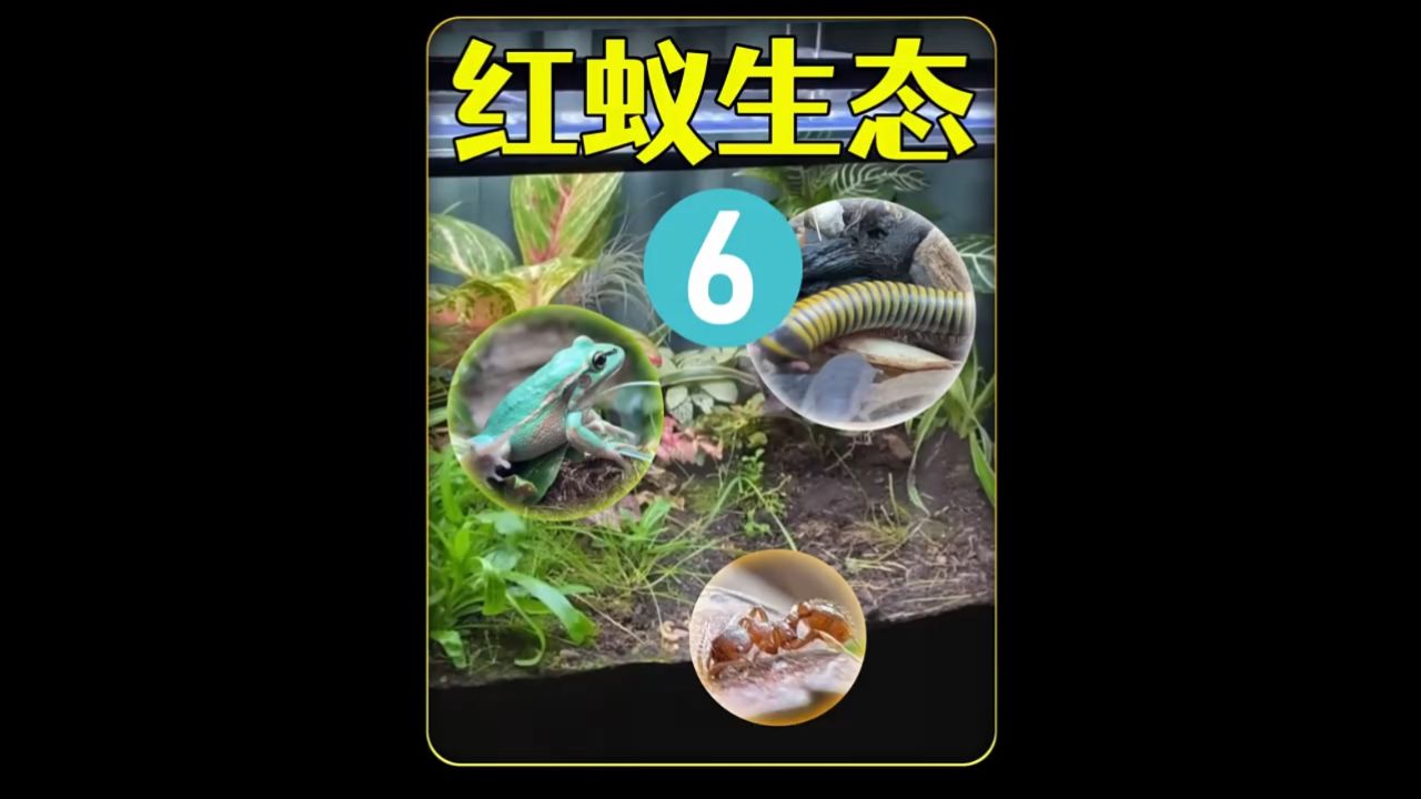打造蚂蚁生态缸,把蚂蚁和壁虎养在一起,有趣的事发生了02
