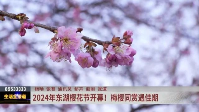 东湖樱花园开园啦!樱梅同赏,共游佳期