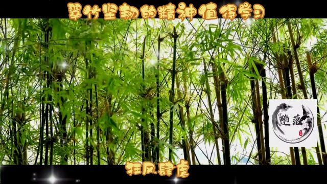 翠竹坚韧的精神,值得学习