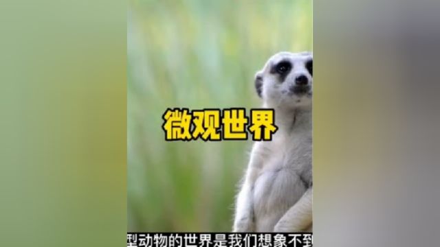 微观世界有多奇妙?