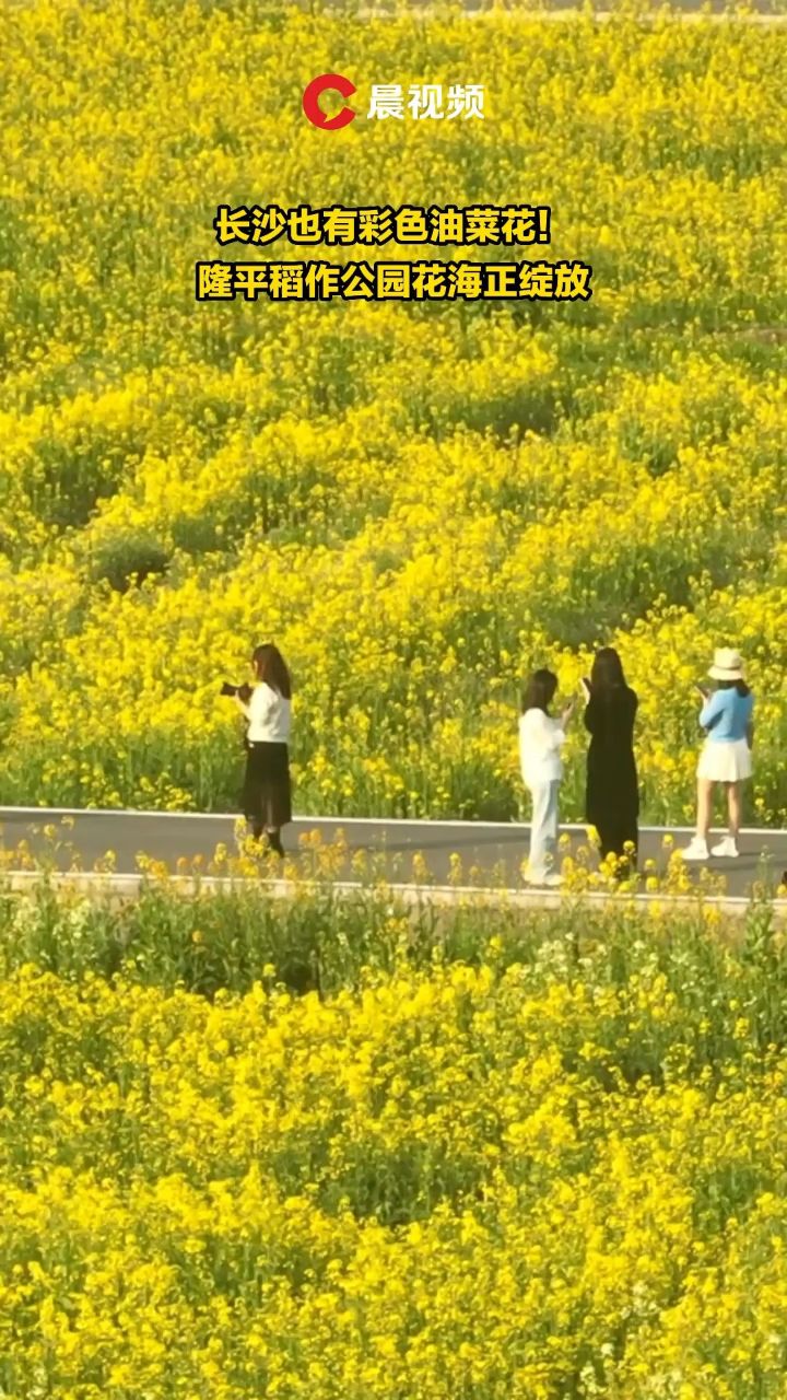 长沙市油菜花景点图片