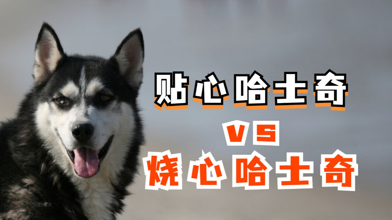 你家哈士奇是贴心小棉袄,还是烧心小棉袄呢
