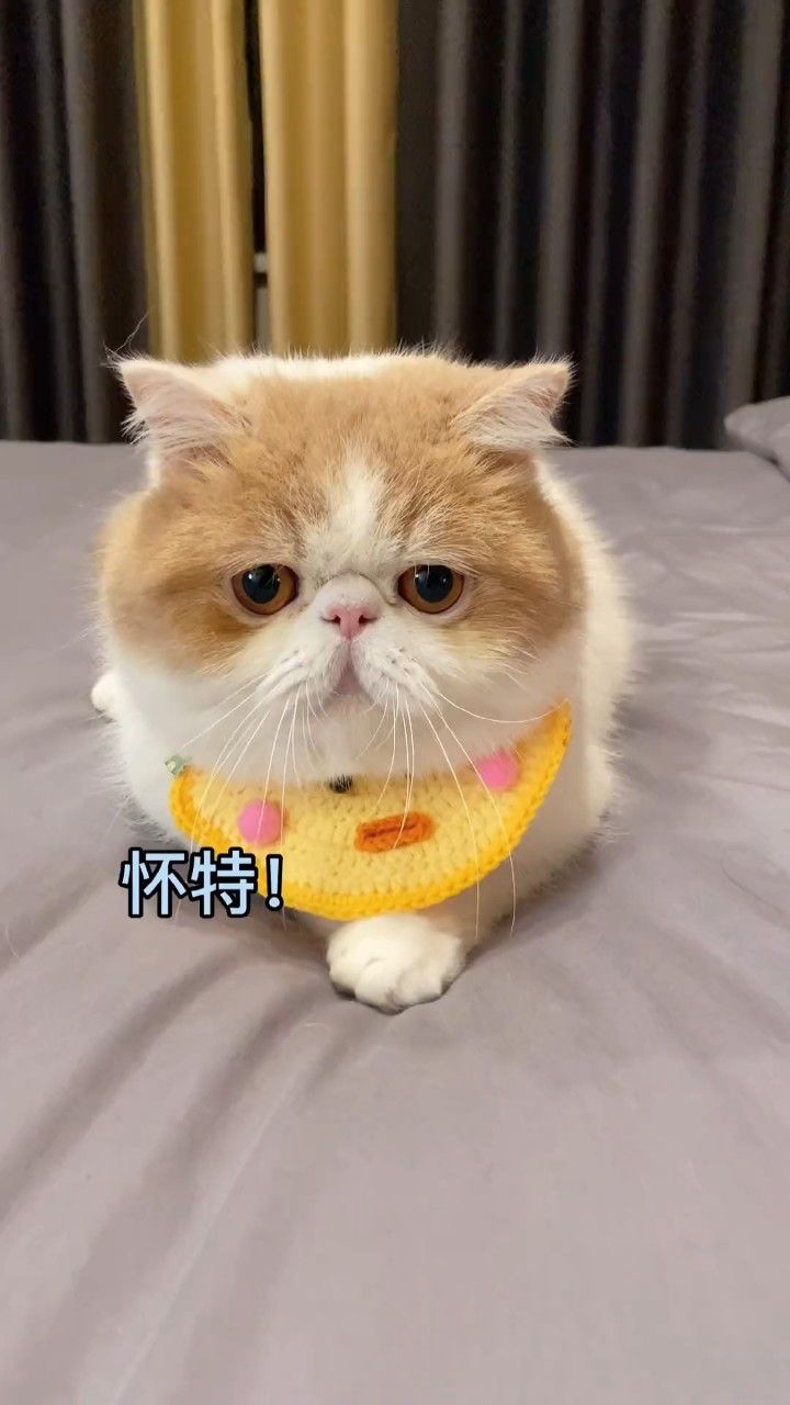 小猫咪,你的生活可真好,吃的东西全是我没吃过的