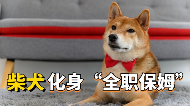 日本的柴犬,不仅会卖萌,而且还会哄娃?