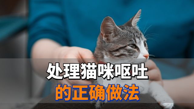 猫咪呕吐,铲屎官应该要这样做!