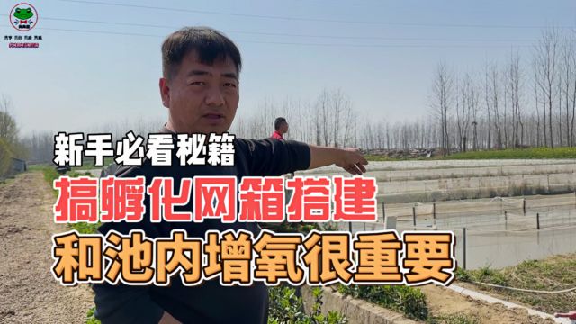 青蛙养殖新手必看秘籍:自己搞孵化网箱的搭建和池内增氧很重要