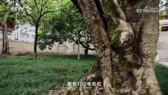 艺术大师高金山央视叙述莆田龙眼木雕