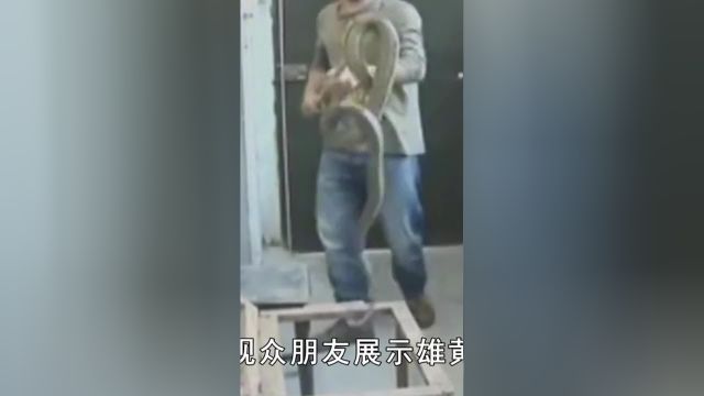 毒蛇究竟怕什么?央视证明蛇不怕雄黄,风油精驱蛇效果都比它强 2