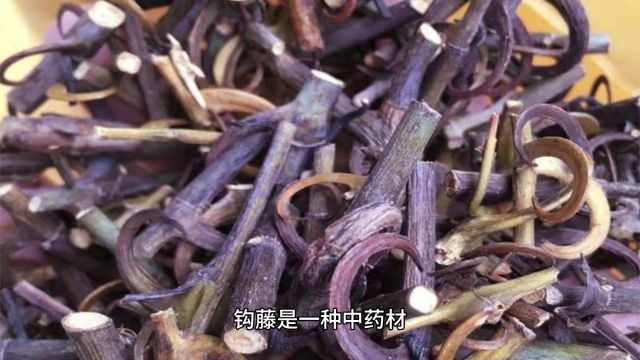 钩藤的力量:如何帮助帕金森患者重拾生活?