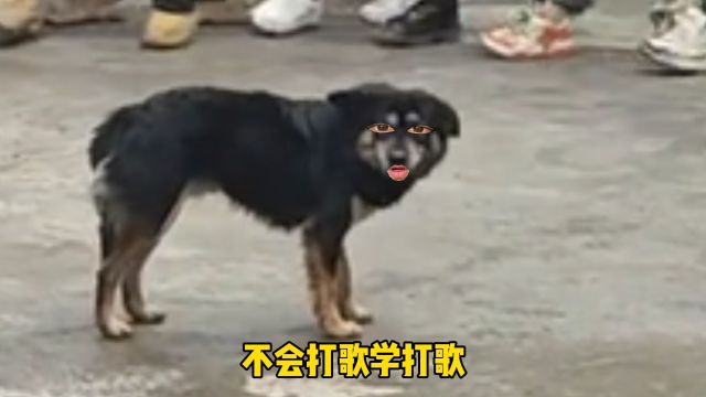 这波硬控连狗都无法摆脱