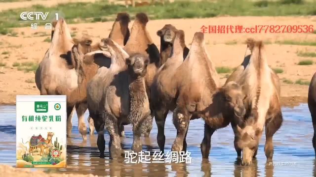 驼起丝绸路,圆梦天山情,品质好驼奶粉,新疆赛天山 𐟒𐟒热烈祝贺新疆赛天山品牌登陆CCTV1中央综合频道展播𐟒𐟒 #驼奶粉批发代理 #驼奶粉源...