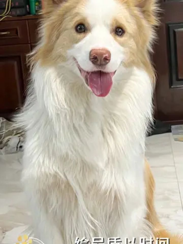 黄白色边牧"奶油"的尴尬期是真的尴尬,还好有品质的狗狗不怕 长大了