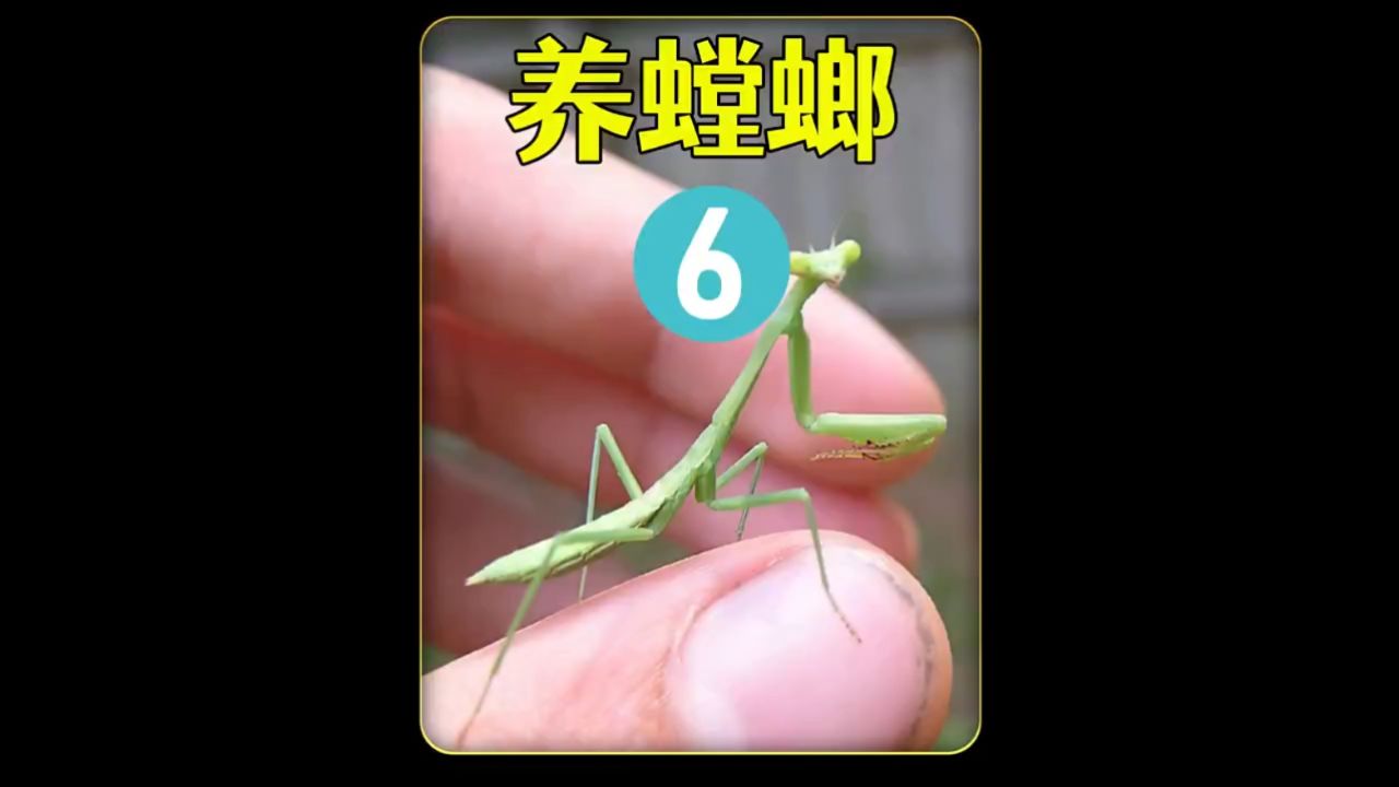 第6集|沉浸式养螳螂,给野外抓的螳螂找个对象,它会喜欢吗?02