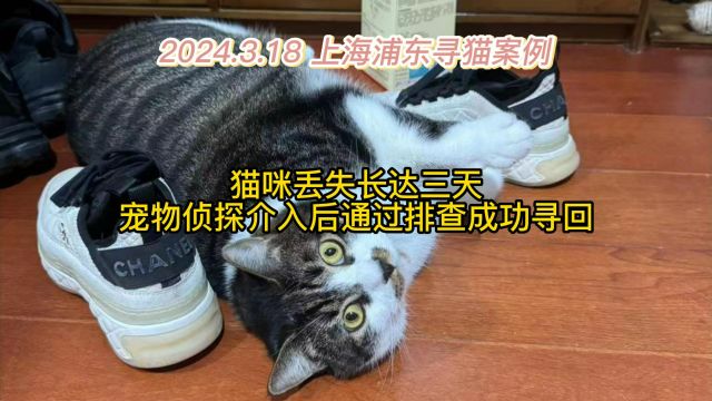 上海浦东寻狸花猫