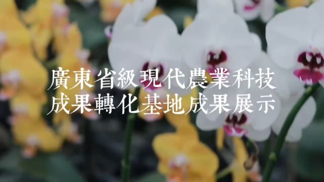 兰花科普1