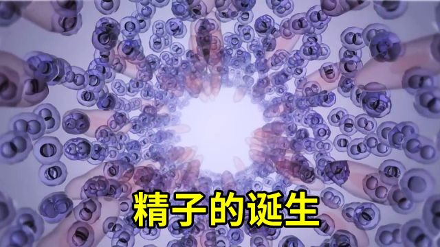 精子诞生全过程揭秘:3D动画带你领略生命的神奇!