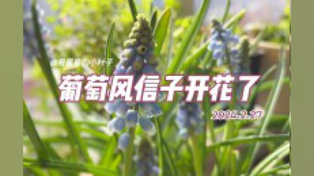 葡萄风信子开花啦!真的像一串串小葡萄