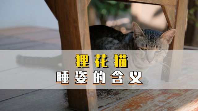 狸花猫不同睡姿,有什么含义?