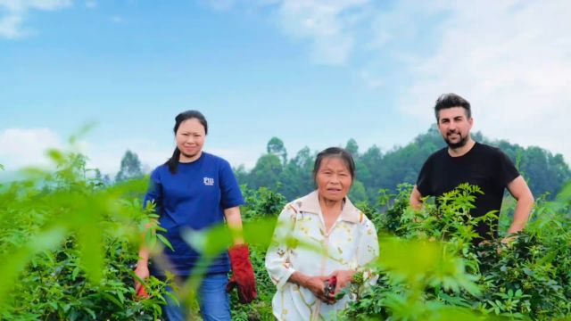 花椒采摘不简单,今年又大幅减产,导致收成微少,农业种植不易