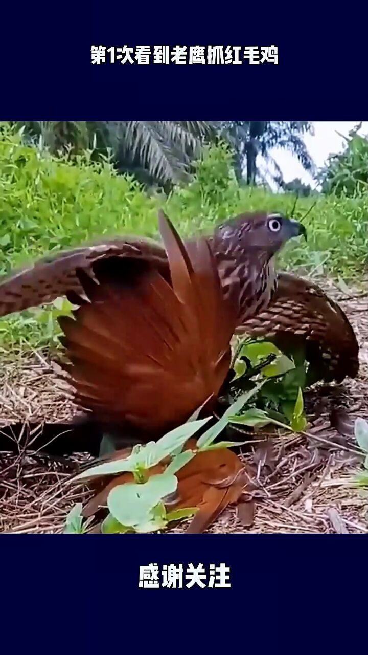 第1次看到老鹰抓红毛鸡