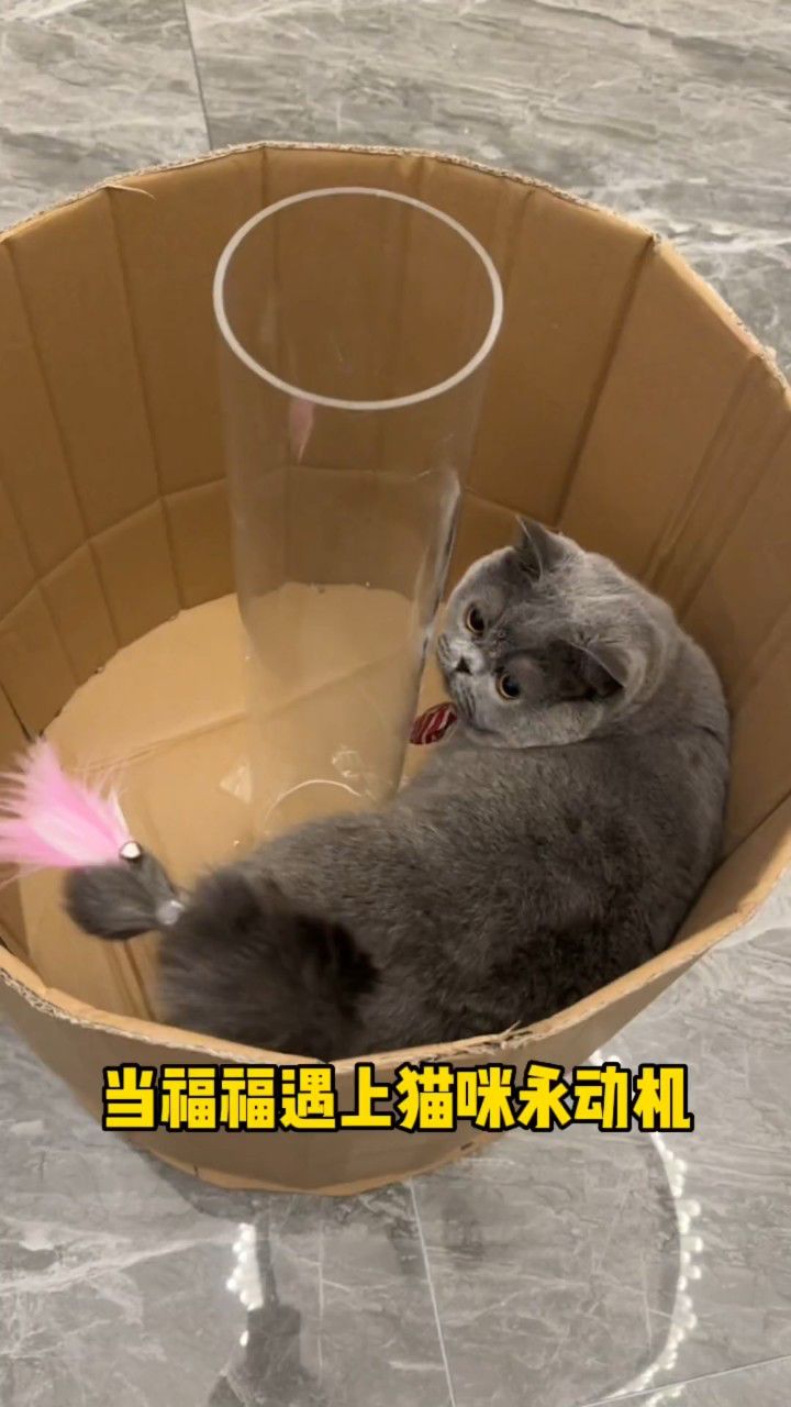 当福福遇上猫咪永动机#猫咪的迷惑行为