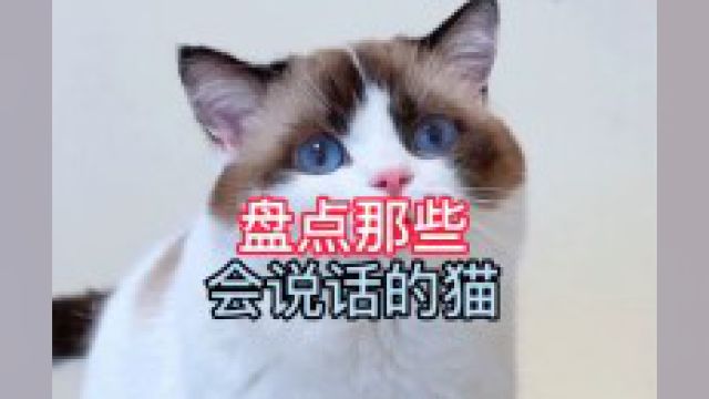 盘点那些会说话的猫 这也太可爱了吧 这都成精了吧