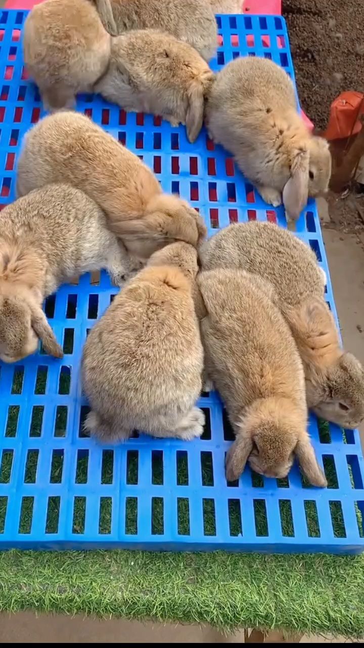 刚满月的公羊兔