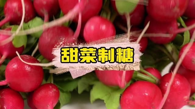 白糖是如何来到我们的餐桌上的? #白糖生产过程 #甜菜制糖 #有机种植 #涨见识 #现代化农业