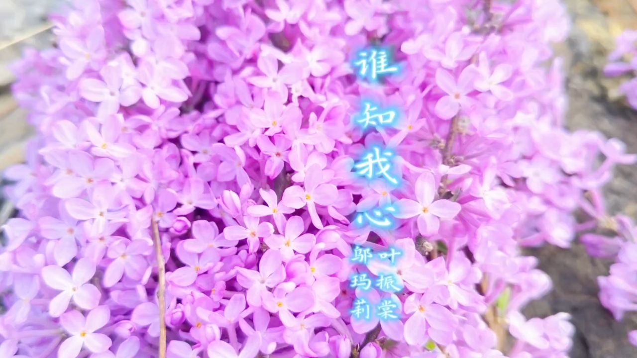 《谁知我心》叶振棠/邬玛莉:独一无二的山野春色