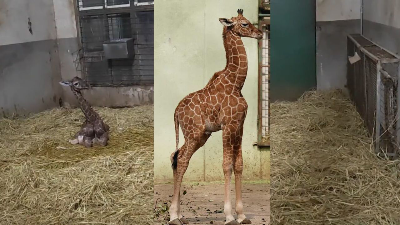刚出生就是1米85的帅宝宝!红山森林动物园长颈鹿家庭添新成员