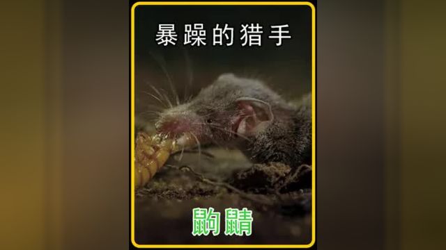 原来鼩鼱也是个暴躁的小猎手 #鼩鼱 #神奇动物