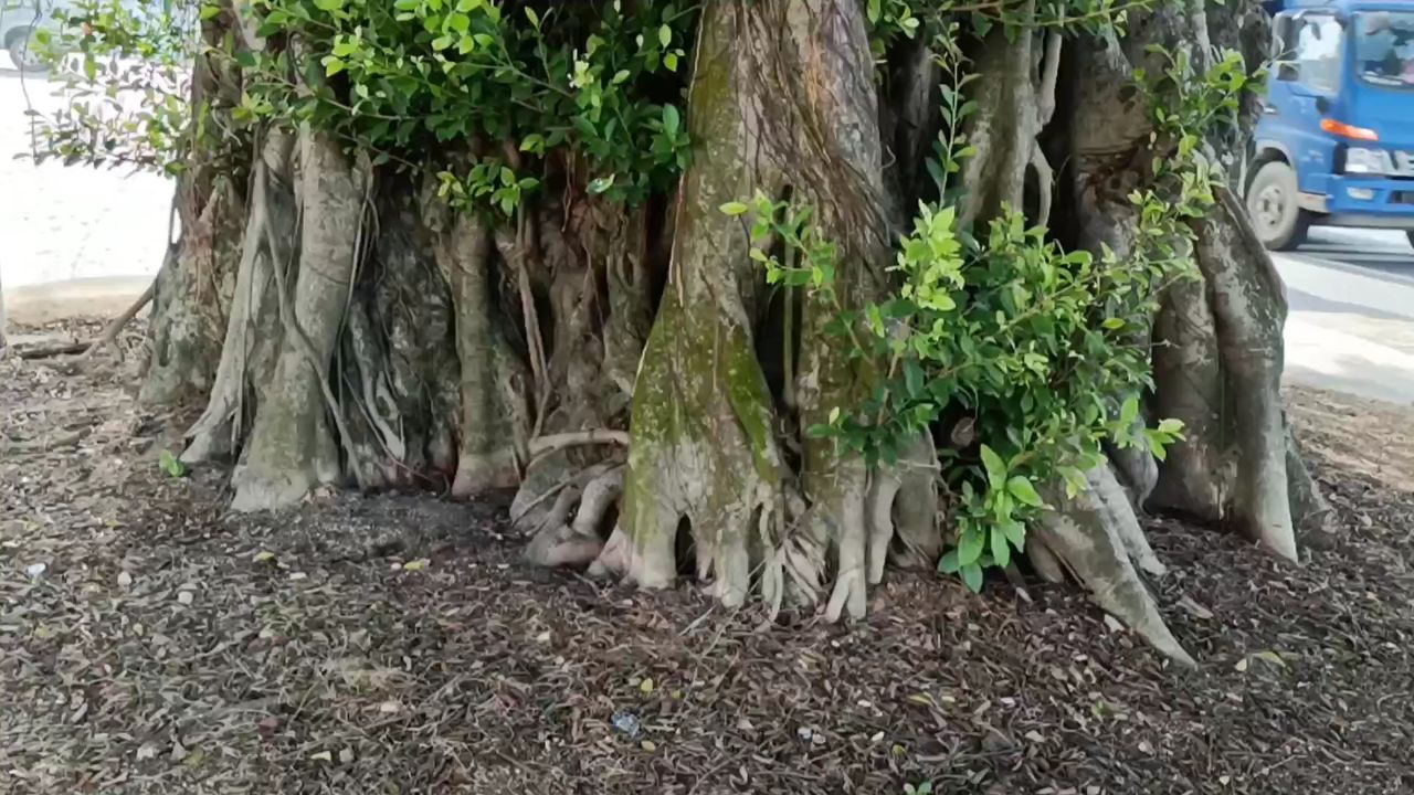 陆丰市有个很大的榕树,已经620年的树龄,比人活的时间都长
