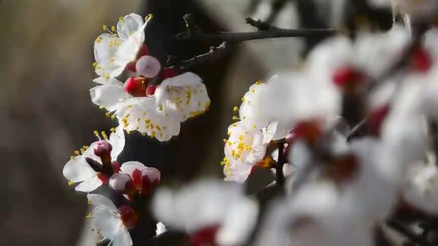 枣庄市薛城区:春风十里花飘香