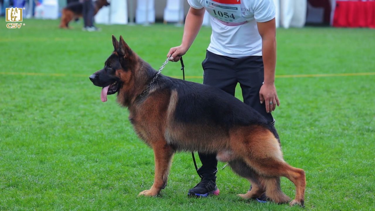 2023年秋季·csv德国牧羊犬中国优胜繁殖展成年公犬组va10犬只讲评