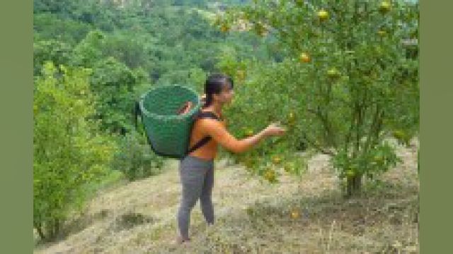 梦玲农场:梦玲采摘橘子,去集市上贩卖